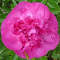 Pivoine 'Felix Crousse' / Paeonia lactiflora Felix Crousse